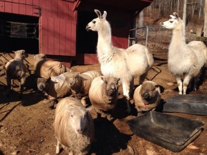A happy bunch at Pam Blasko's Dream Come True Farm