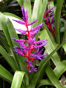 Purple Red Plant