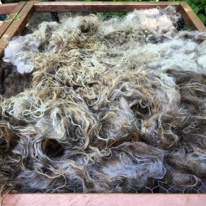 Freshly washed Icelandic waiting to be spun