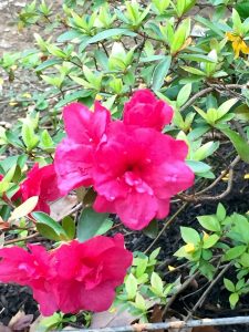 The red and white azaleas are in hot competition with each other to see who can be prettier