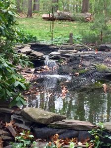 A little view of the pond with its waterfall. The koi are fat and happy already!